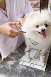 Advertising for pet services