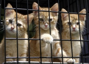 Calendars can help animal shelters raise awareness