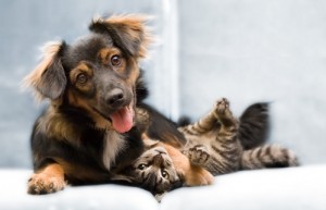 Celebrate National Love Your Pet Day