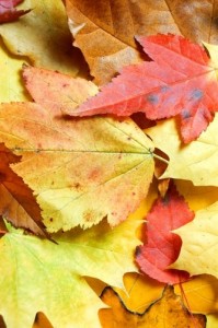 Increasing brand exposure through autumn-themed gifts Increasing brand exposure through autumn-themed gifts