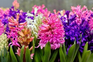 Promotional products for spring