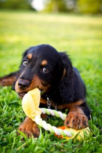 Save a furry friend during Adopt a Shelter Dog month