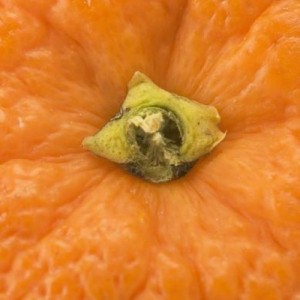 Tangerine Tango named color of the year for 2012