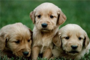 Target animal lovers with promotional products