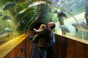 The New England Aquarium (NEA) will be seeing more foot traffic this month for their newest addition, a baby fur seal name Leu.