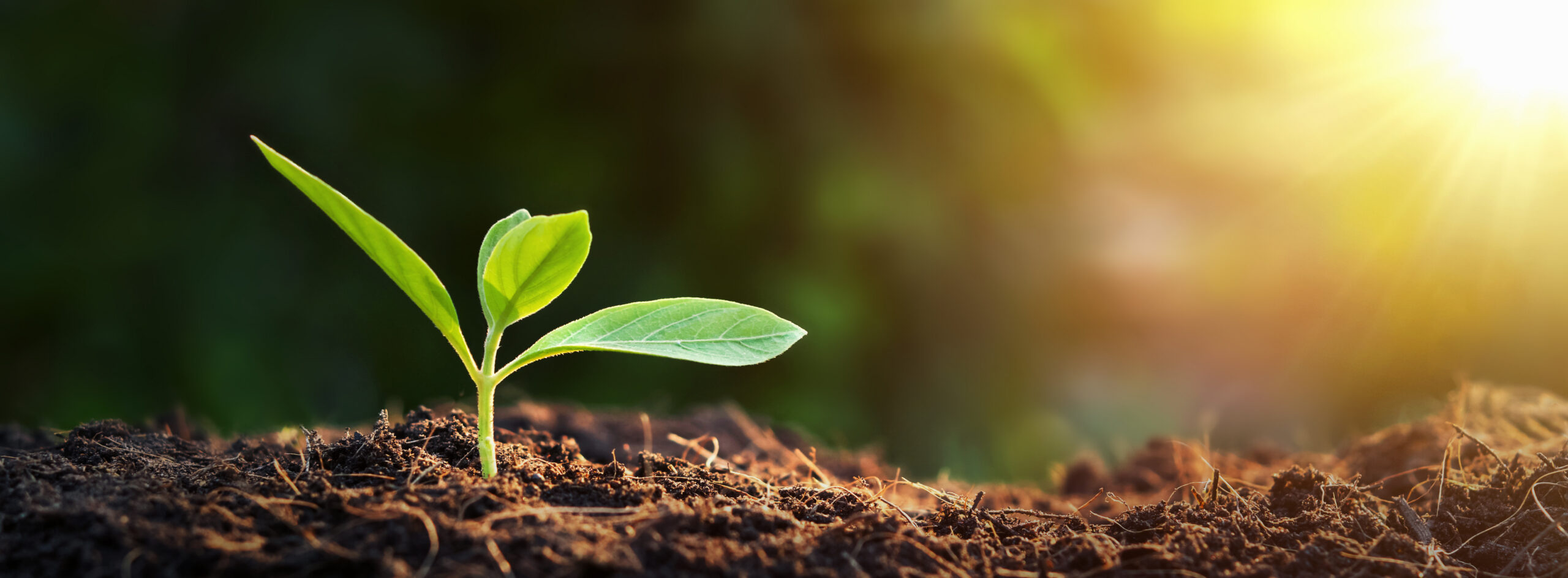 sustainable promotional products